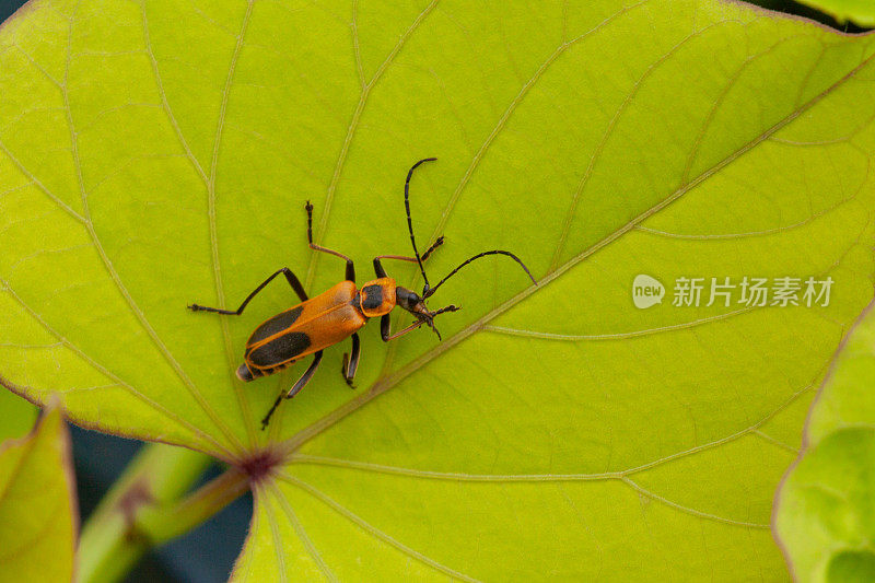 黄花甲虫(Chauliognathus pensylvanicus)，来自宾夕法尼亚州。